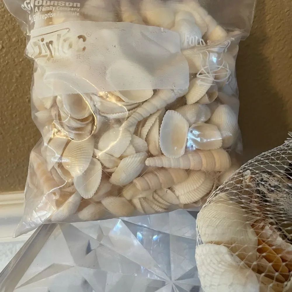 Seashell Lot - Picture 2 of 13